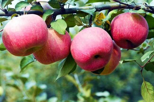 ʢ��ʳƷ������ƻ����԰